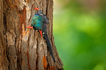 Green Wood hoopoe, Phoeniculus purpureus, sitting on the tree trunk in the nature habitat. Wildlife scene from nature, Okavango, Moremi, Botswana. Bird in the African forest.