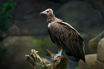 Hooded vulture, Necrosyrtes monachuss, detail portrait of rare mountain bird, sitting on the tree trunk with rock.  Animal with pink head in stone habitat, Kenya, Africa