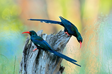 Green Wood hoopoe, Phoeniculus purpureus, bird family in the nature habitat. Animals sitting in the tree trunk, one bird fly. Wildlife scene from nature, Okavango, Moremi, Botswana. © ondrejprosicky