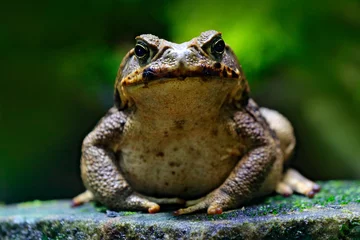 Peel and stick wall murals Frog Cane toad, Rhinella marina, big frog from Costa Rica. Face portrait of large amphibian in the nature habitat. Animal in the tropic forest. Wildlife scene from nature.