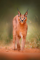 Fototapeta premium Karakal, ryś afrykański, w zielonej trawie. Piękny dziki kot w siedlisku przyrody, Botswana, RPA. Zwierzę chodzące twarzą w twarz po żwirowej drodze, Felis caracal.