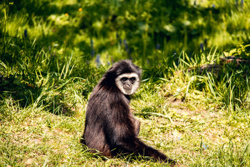 Gibbon Affe - Zoo Salzburg, Hellbrunn