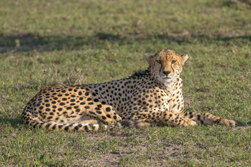 Cheeta laying down
