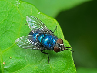 Macro Photo of Blue Bottle Fly on Green Leaf