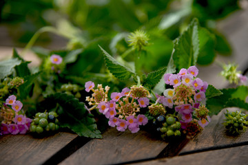 lantana flowers and seeds