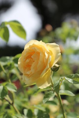 Rosa Amarilla