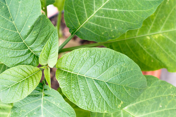 Green fresh plant leaves closeup, top view