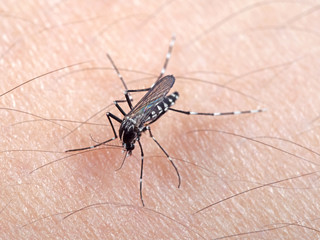 Macro Photo of Yellow Fever Mosquito Sucking Blood on Human Skin