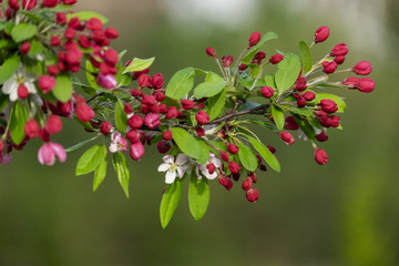 Blühender Zierapfel (Malus spec.)