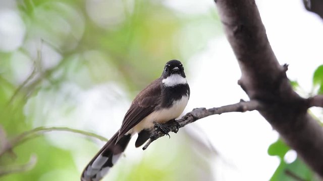 Bird (Malaysian Pied Fantail, Rhipidura javanica) black and white color perched on a tree in a nature wild