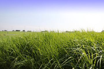 An image of nature consisting of blue sky and fields