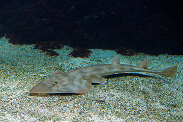 Shovelnose guitarfish, Rhinobatos productus, ray in the family Rhinobatidae, in the sea water...