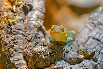 Crotaphytus collaris, Eastern Collared Lizard, on the old tree trunk. Reptile in nature habitat, Mexico. Hot sunny day with animal.