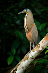 Bare-throated Tiger-Heron, Tigrisoma mexicanum, in nature green vegetation. Water bird from tropical jungle. Wildlife scene from nature forest.