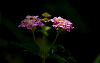 Fototapeta na wymiar lantana flowers and seeds