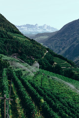 Plantage S&uuml;dtirol