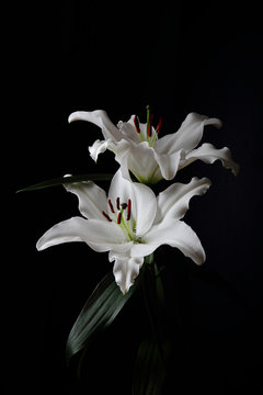 Fleurs de lys blanc