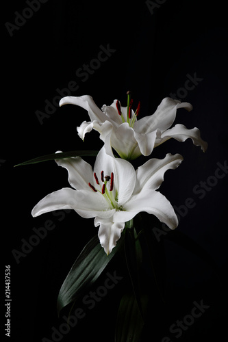Fleurs De Lys Blanc Stock Photo And Royalty Free Images On
