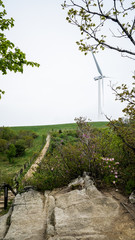 Daegwallyeong sheep and cow Farm in Gangwon-do Province, Korea