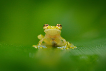 Fleschmann´s Glass Frog, Hyalinobatrachium fleischmanni in nature habitat, animal with big yellow eyes, near the forest river. Frog from Costa Rica, wildlife scene from tropic jungle.