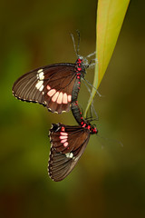 Common Mormon, Papilio polytes, beautiful butterfly from Costa Rica and Panama. Wildlife scene with insect from tropical forest. Two insect mating on the green leave.