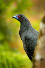 Black Guan, Chamaepetes unicolor, portrait of dark tropical bird with blue bill and red eyes. Animal in the mountain tropical forest, nature habitat from Savegre, Costa Rica.