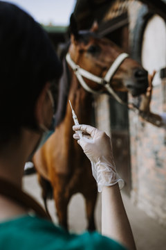 Woman veterinarian gives an injection to horse in stable