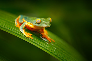 Golden-eyed leaf frog, Cruziohyla calcarifer, green yellow frog sitting on the leaves in the nature habitat in Corcovado, Costa Rica. Amphibian from tropic forest. Wildlife in Central America.