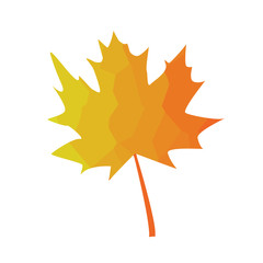 Autumn maple leaf. Vector illustration