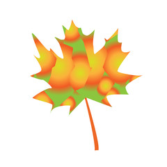 Autumn maple leaf. Vector illustration