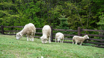 Fototapeta premium Daegwallyeong sheep and cow Farm in Gangwon-do Province, Korea