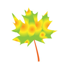 Autumn maple leaf. Vector illustration