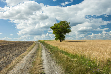 Fototapeta na wymiar Country road, plowed field and tree growing in the grain