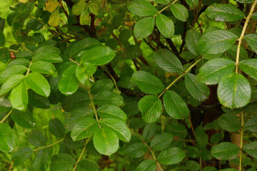 texture of green foliage