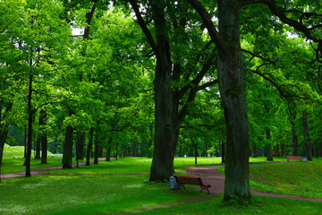 Fototapeta na wymiar footpath in the beautiful green park in summer