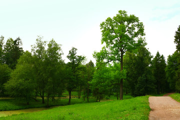 Fototapeta na wymiar footpath in the beautiful green park in summer