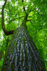 green crowns of huge trees