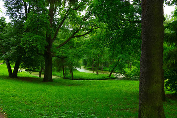 landscape with green trees in the park