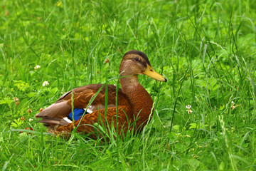 beautiful duck closeup