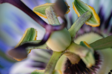 Passionsblüte