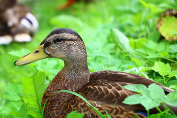 beautiful duck closeup