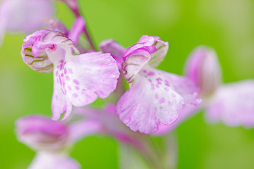 Detail of pink orchid.