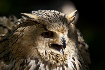 real owl with beak open