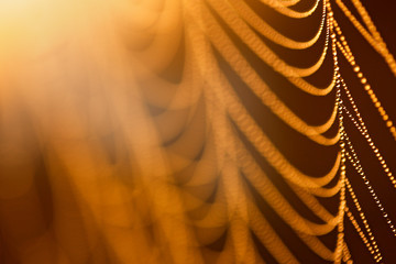 Water drops on a cobweb in the sunlight, yellow abstract background. Sunrise in the nature, morning light.