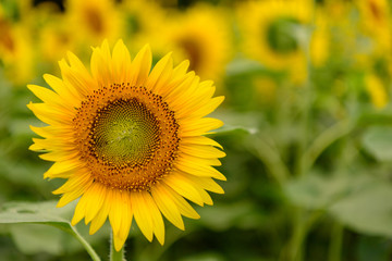 かわいいヒマワリ