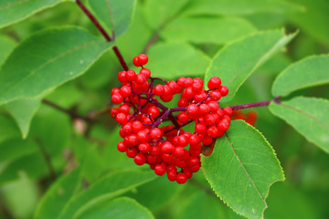 red berries rowan close-up on a green background