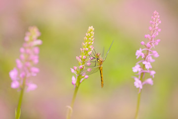 Fototapeta premium Orchid with dragonfly, Common Fragrant Orchid, Gymnadenia conopsea, flowering European terrestrial wild orchid in nature habitat. Beautiful detail of bloom with clear background, Czech.
