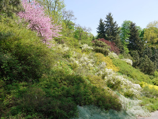 Fototapeta na wymiar blooming sakura among the green covers the hill in the park
