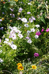 Fototapeta premium Flowerbed with lots of white, pink and orange flowers on a background of green grass