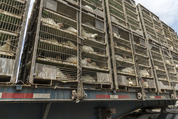 Truck carrying cages of chicken